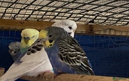 Budgerigars birds for sale: 3 pairs of budgies, searching for new homes  - Image 1