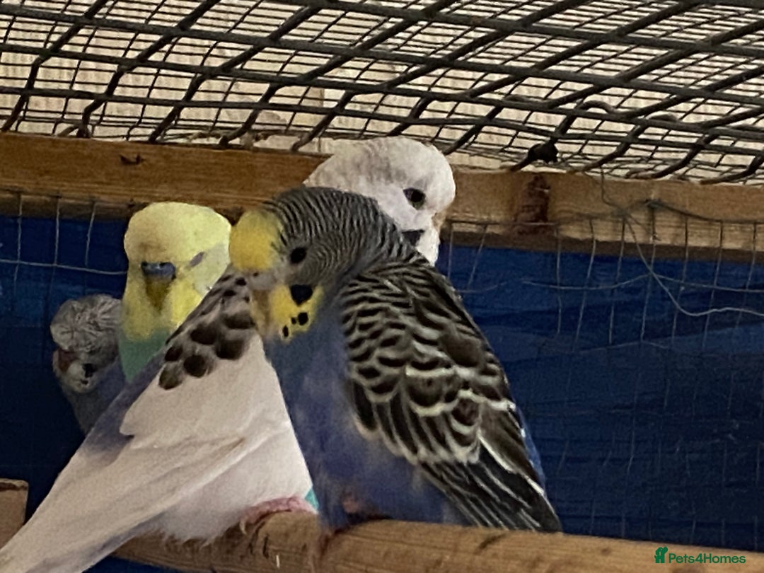 Budgerigars birds for sale: 3 pairs of budgies, searching for new homes  - Image 1