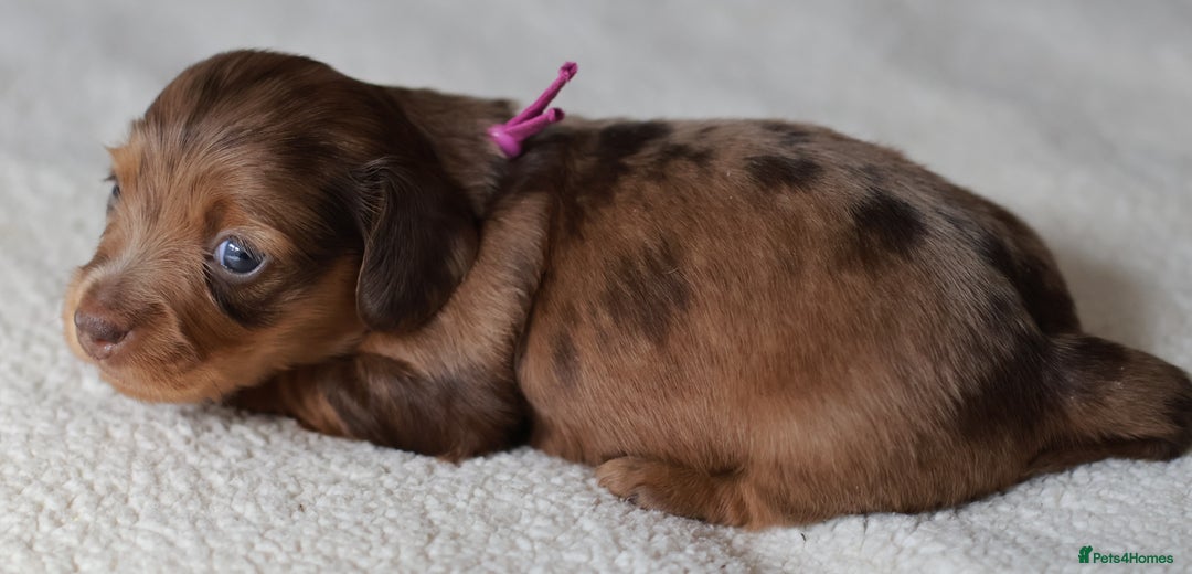 Miniature Dachshund dogs for sale: 5StarsLicensed+LongHaired+KC+PRAClear+VetChecked - Image 23