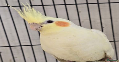 Cockatiels birds - Advert 5