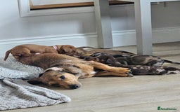 Miniature Dachshund dogs for sale: Mini Dachshund Puppies - Image 7