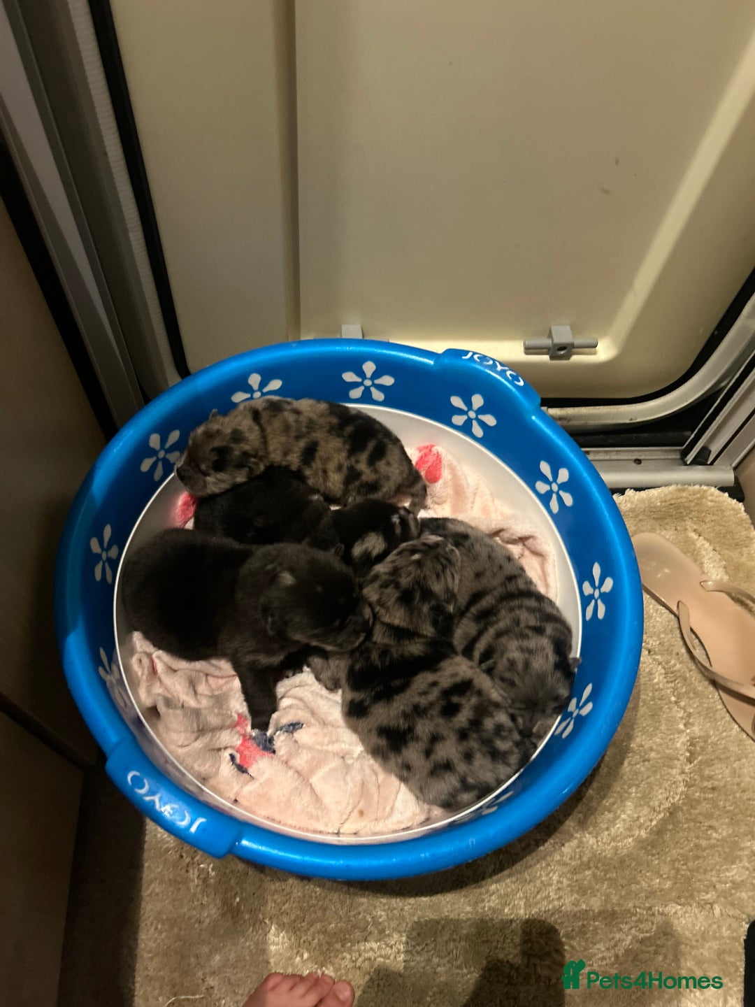 Chow Chow dogs for sale: Chow chow puppies for sale  - Image 9