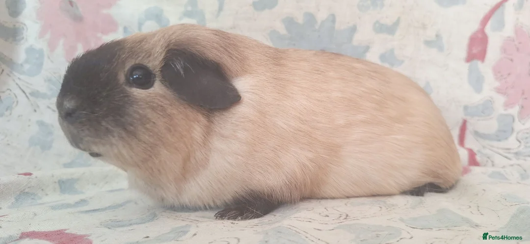 Guinea Pig rodents for sale: MEADOW SIDE CAVIES BABY GUINEA PIGS HEREFORDSHIRE  - Advert 2