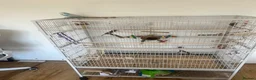 Budgerigars birds for sale: Blue budgie - Boyle - Advert 5