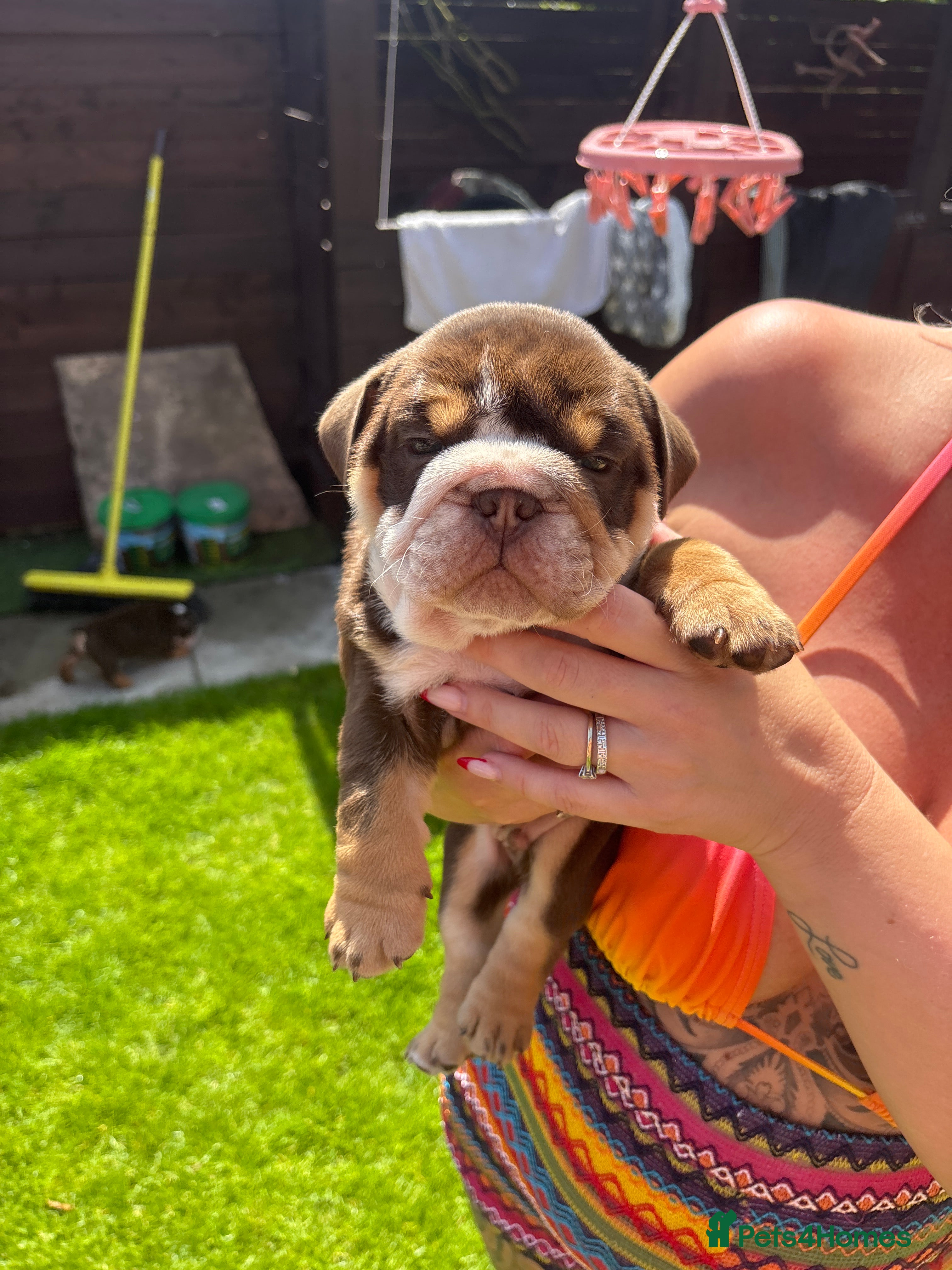 English Bulldog dogs Bulldogs - Advert 18
