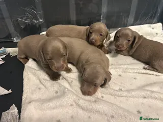 Dachshund dogs 4 lovely girls dashund puppies - Advert 5