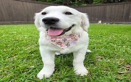 Golden Retriever dogs for sale: Cute Golden Retriever Male - Image 1