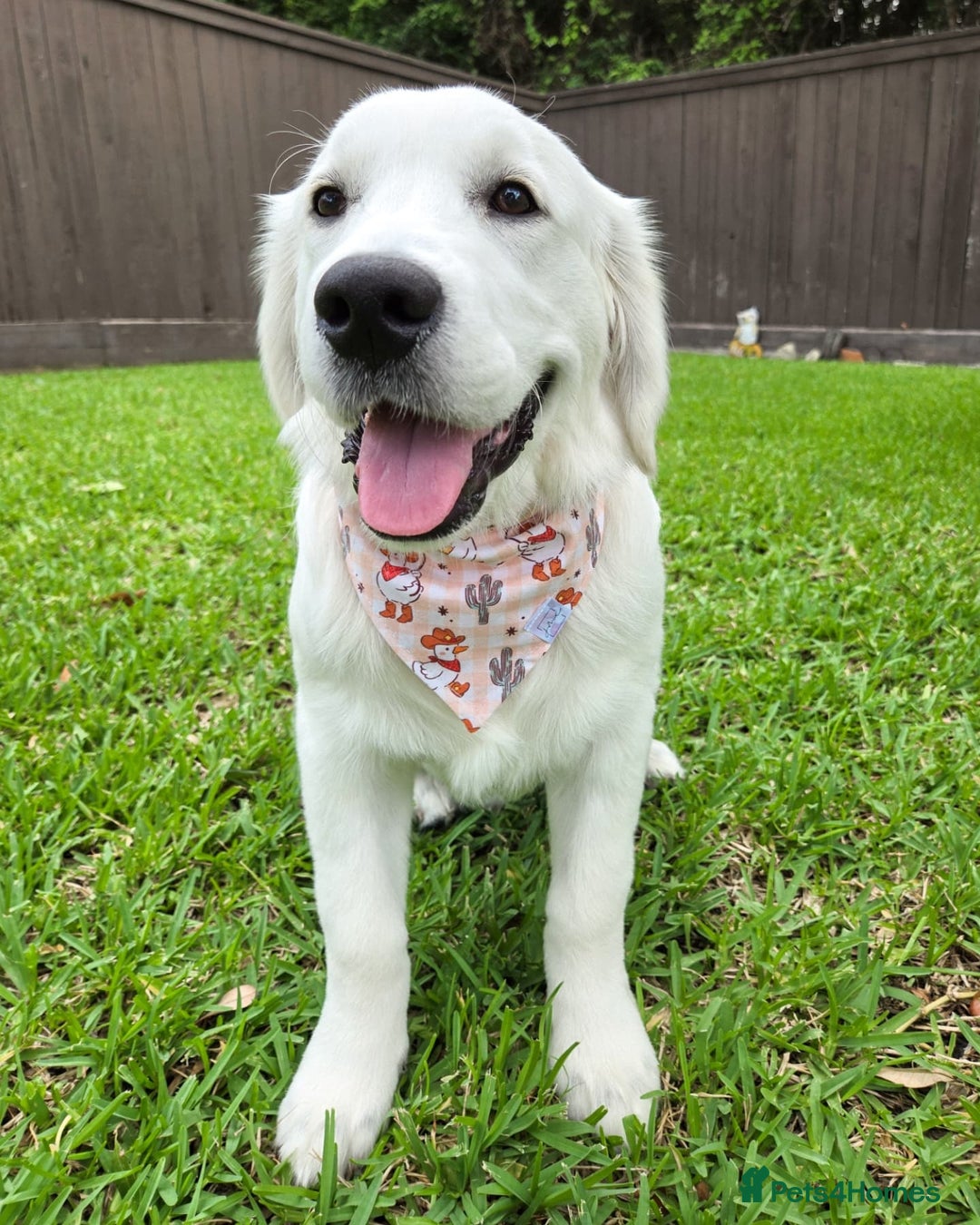 Golden Retriever dogs for sale: Cute Golden Retriever Male - Image 1