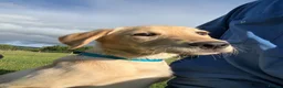 Labrador Retriever dogs for sale: Yellow Labrador Dog Puppy - Advert 2