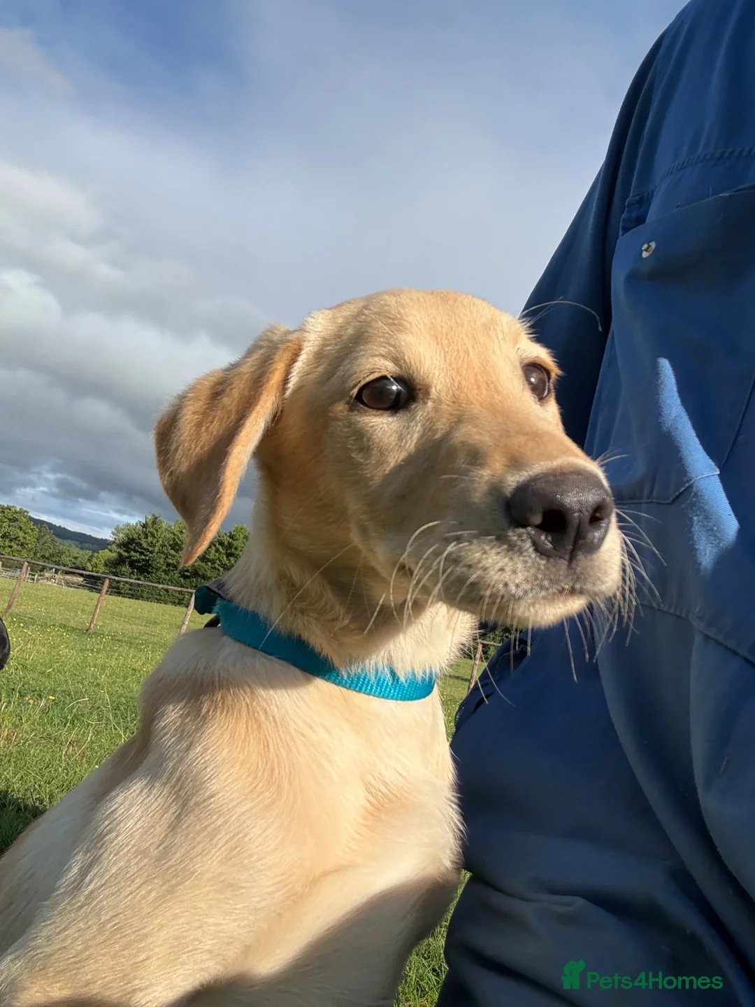 Labrador Retriever dogs for sale: Yellow Labrador Dog Puppy - Advert 2