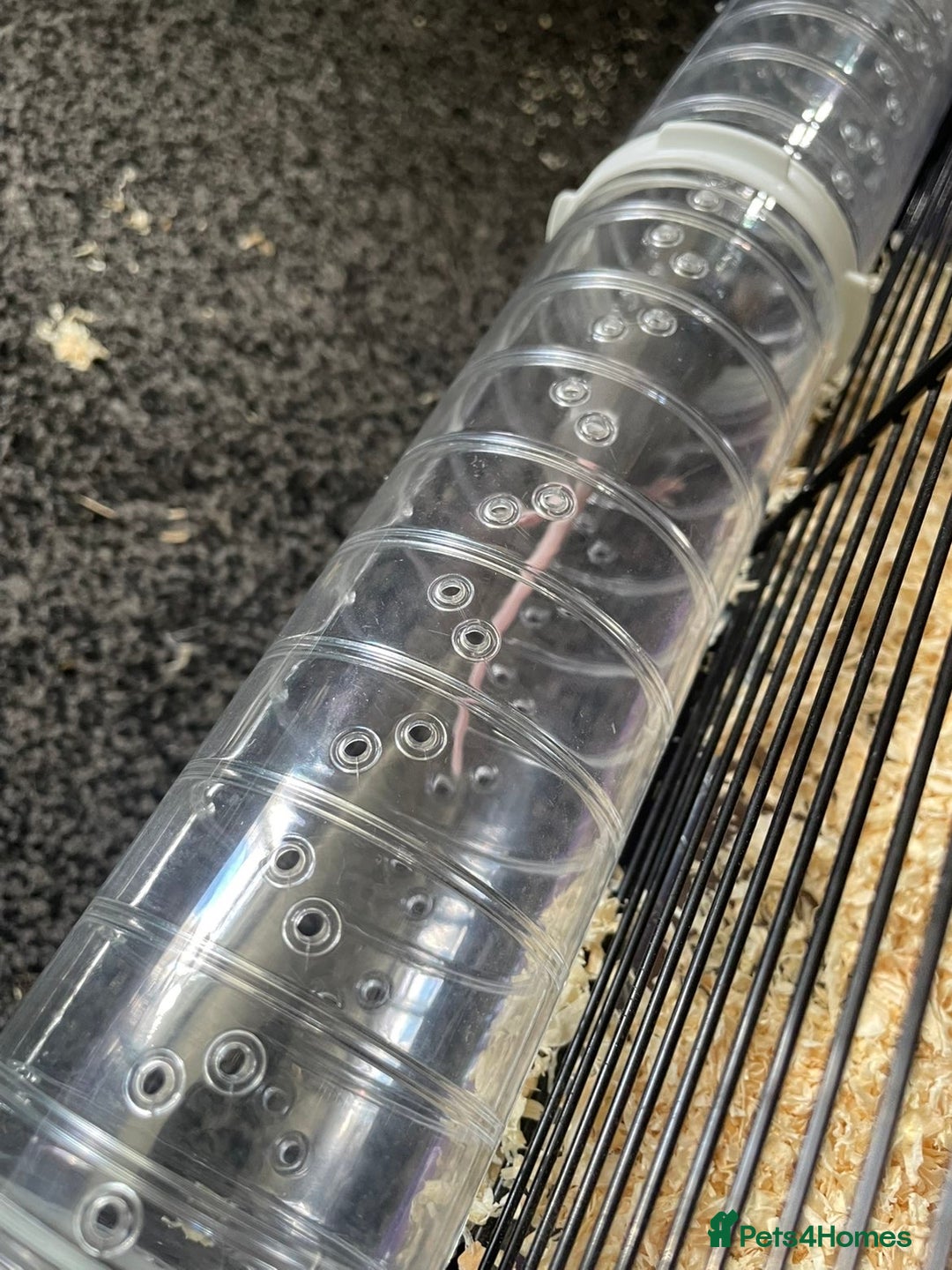 Mouse rodents for sale: Female mice free to good home - Image 3