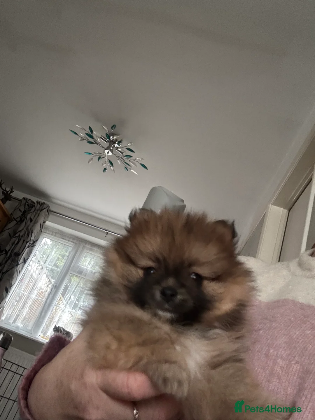 Pomeranian dogs for sale: Pomeranian puppy for sale - Advert 4