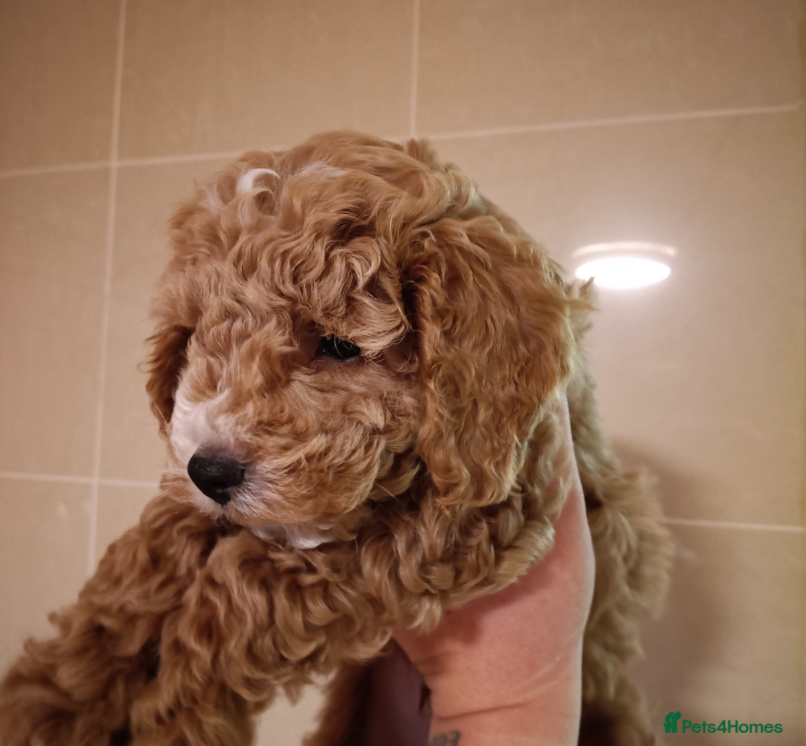 Cockapoo dogs Only 1 male remaining **ready NOW** - Advert 6