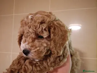 Cockapoo dogs Only 1 male remaining **ready NOW** - Advert 6