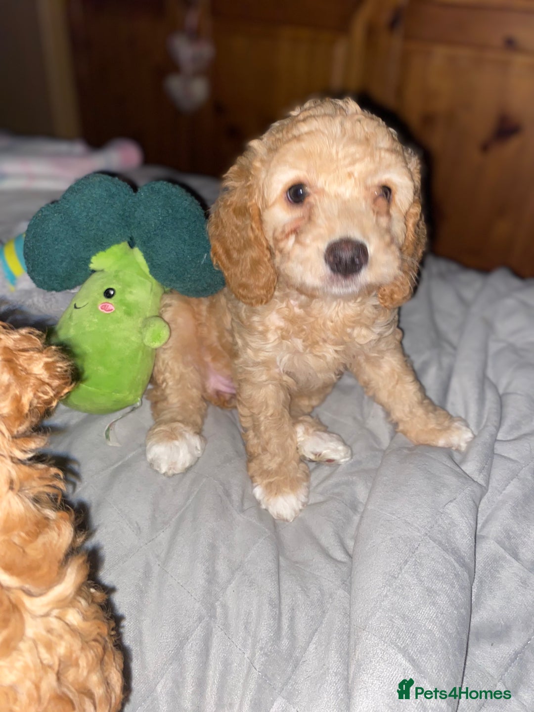 Cockapoo dogs for sale: ADD UPTO DATEREAD IN FULL  - Advert 25
