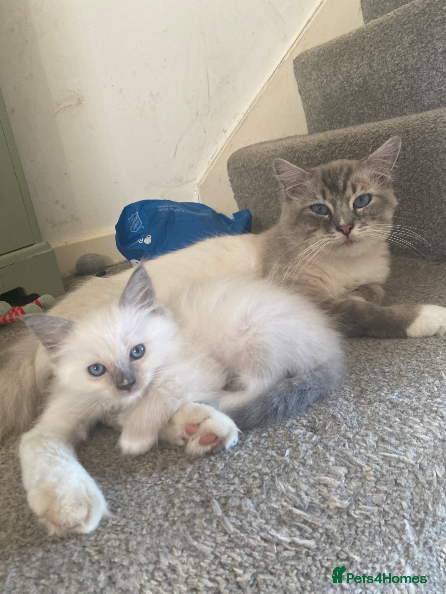 Ragdoll cats Stunning Blue boy - Advert 1
