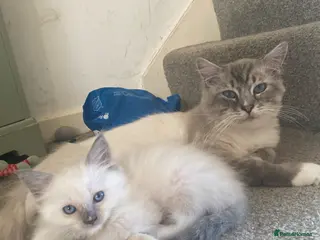 Ragdoll cats Stunning Blue boy - Advert 1