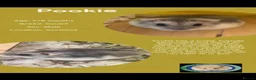 Hamster rodents for sale: Hamsters  - Advert 23