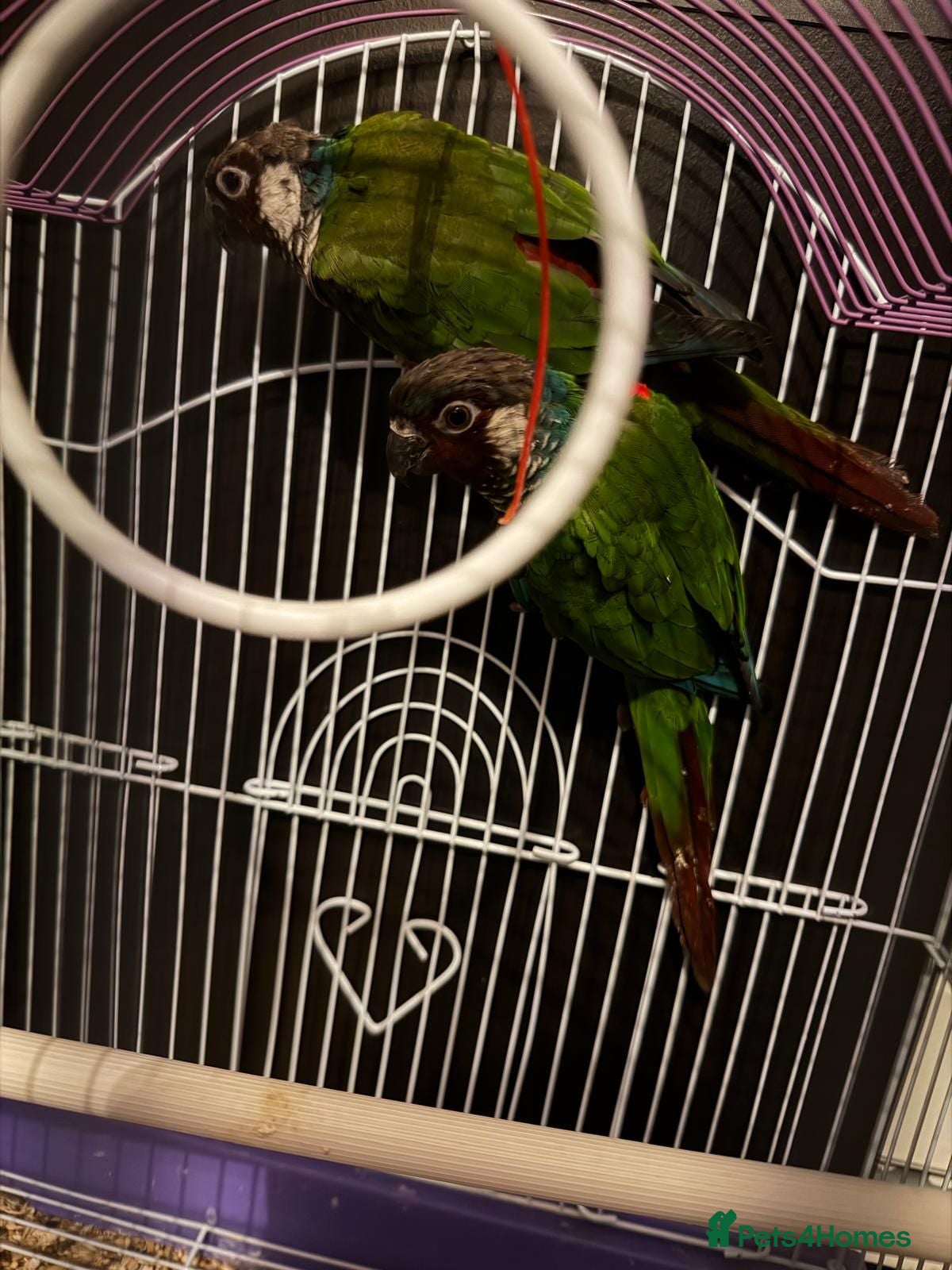 Conures birds 3 Proven Breeding Pairs of Conures With DNA Certs - Advert 1