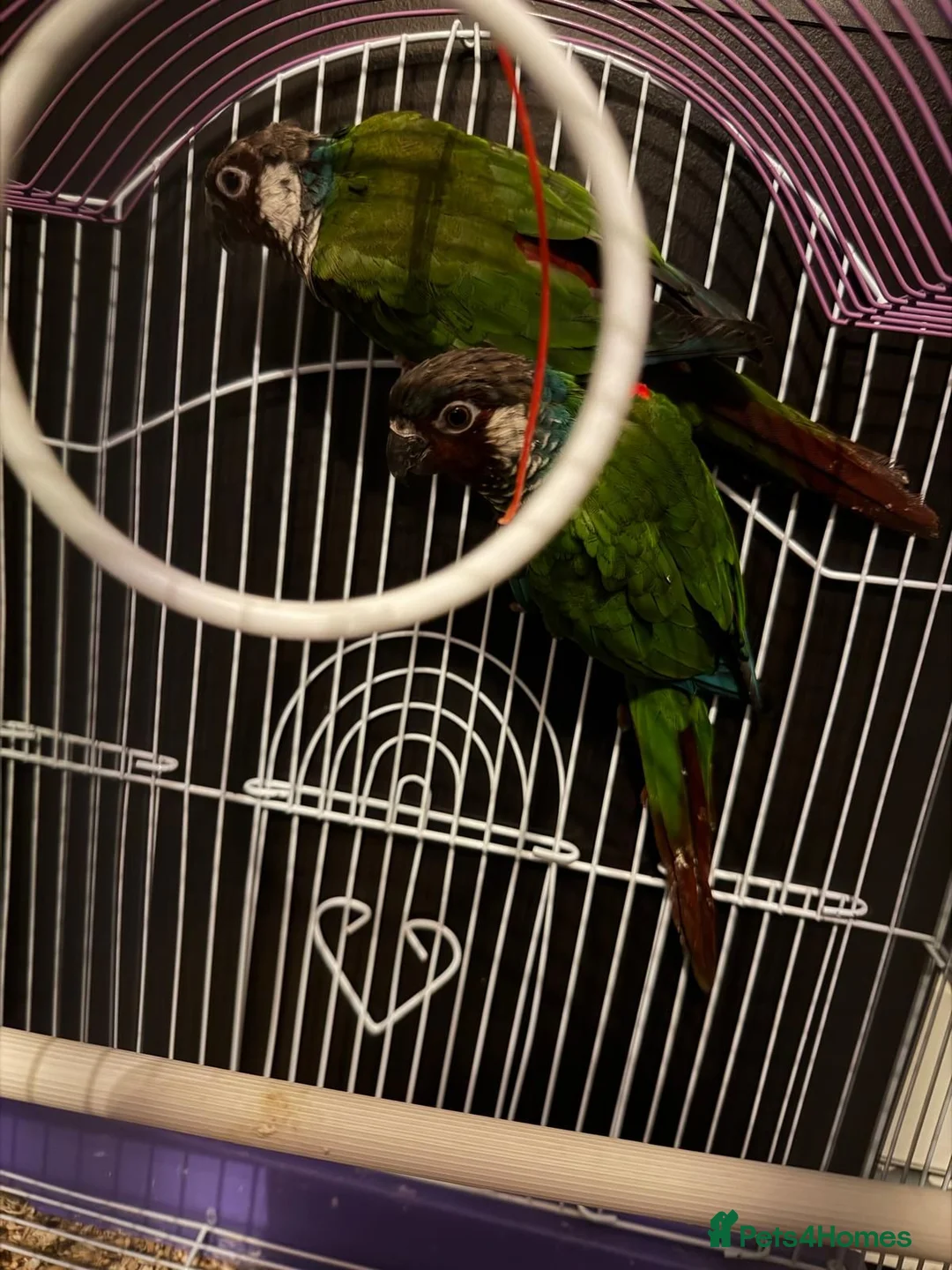 Conures birds for sale: 3 Proven Breeding Pairs of Conures With DNA Certs - Advert 1