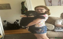 Sheepadoodle dogs for sale: *REDUCED*DNA tested sheepadoodle - Image 24