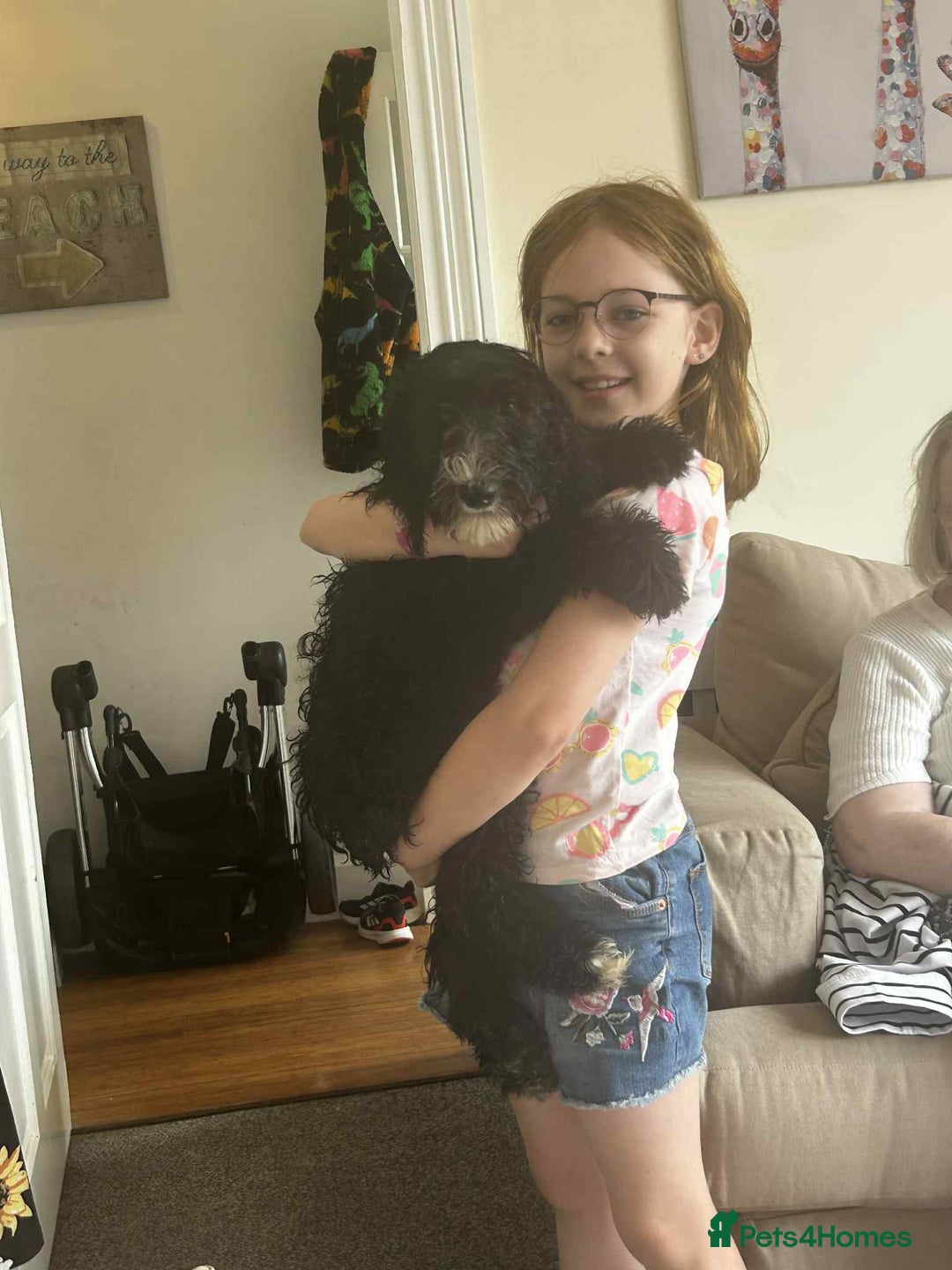 Sheepadoodle dogs for sale: *REDUCED*DNA tested sheepadoodle - Image 24