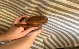 Miniature Dachshund dogs for sale: Beautiful Miniature dachshunds🐶🤎 - Advert 2