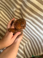 Miniature Dachshund dogs Beautiful Miniature dachshunds🐶🤎 - Advert 6