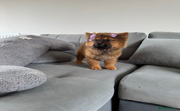Chow Chow dogs in Enfield - Advert 3