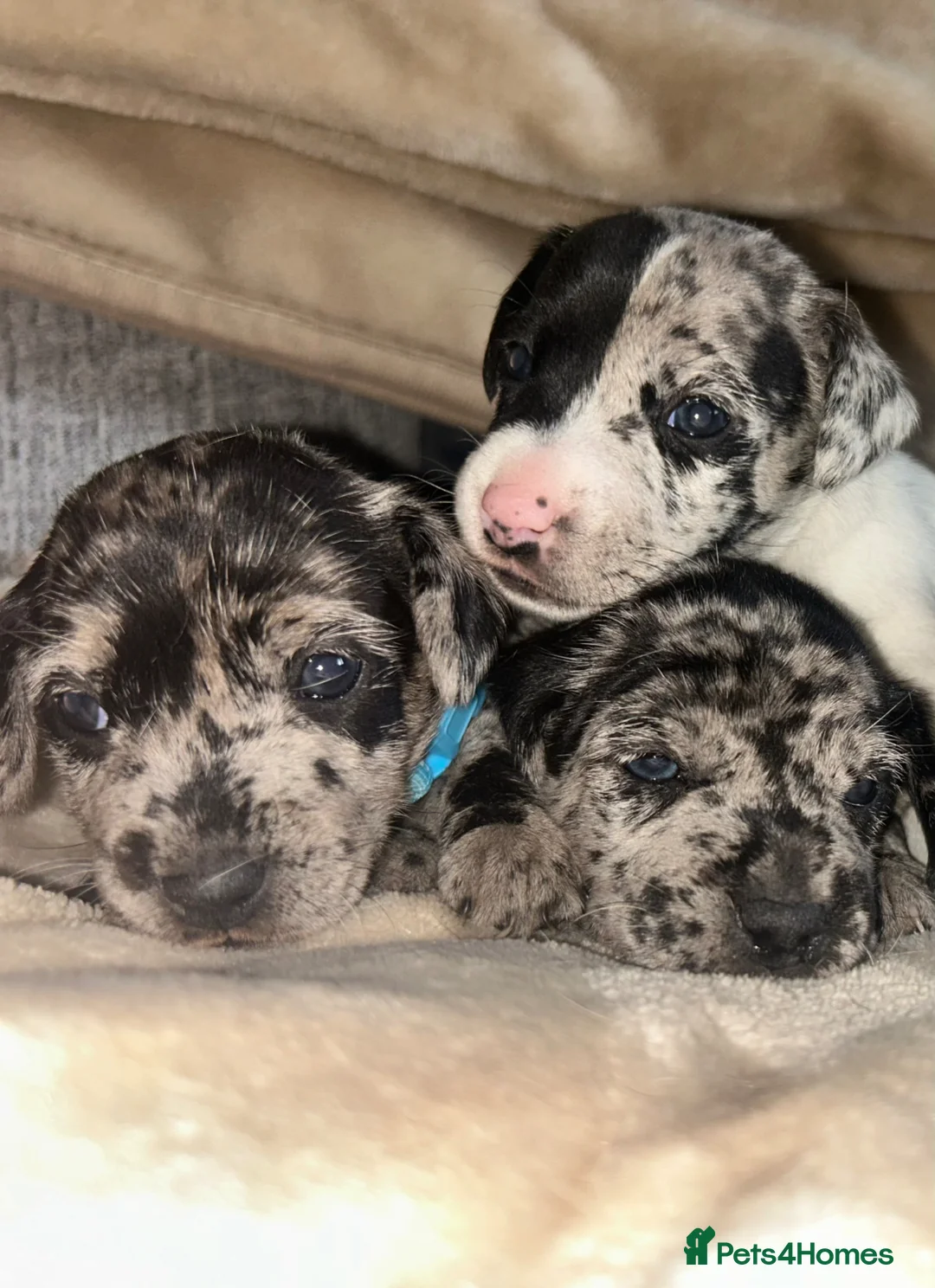 Jack Russell dogs for sale: Beautiful Jack Russell girls  - Advert 1