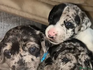 Jack Russell dogs Beautiful Jack Russell girls - Advert 3