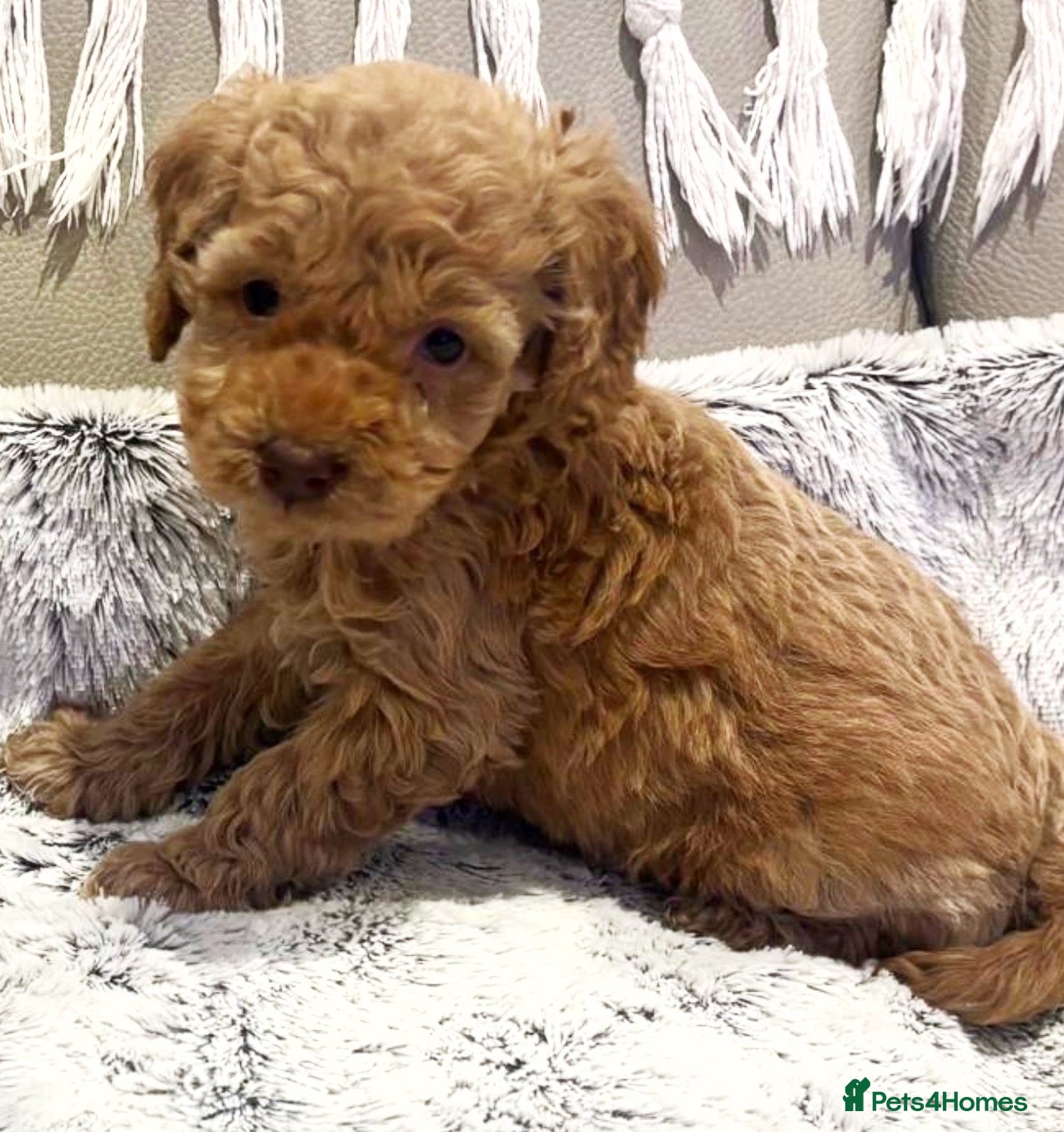Toy Poodle dogs Beautiful last Toy Poodle/ - Advert 2
