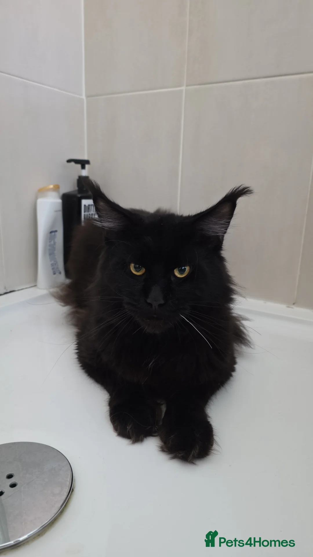 Maine Coon cats for sale: Beautiful Polydactyl Maine Coon Kitten - Advert 8