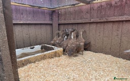 Ducks poultry for sale: Mixed sexes of khaki cambel ducklings - Image 2