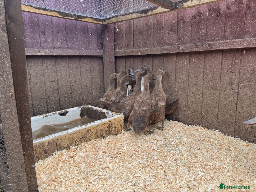 Ducks poultry for sale: Mixed sexes of khaki cambel ducklings - Image 2