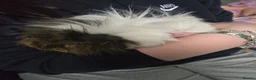 Guinea Pig rodents for sale: 3 girl guinea pigs  - Advert 2