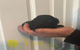 Toy Poodle dogs for sale: Beautiful KC registered Toy Poodles  - Image 8