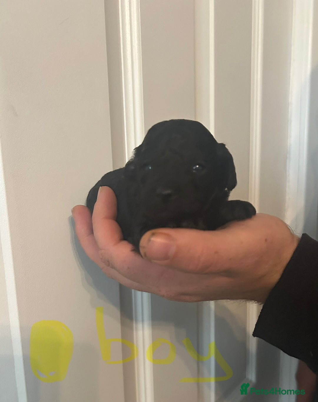 Toy Poodle dogs for sale: Beautiful KC registered Toy Poodles  - Image 8