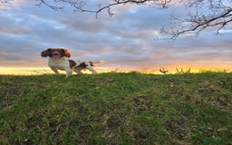 Sprocker dogs for sale: Working sprocker pups  - Image 8