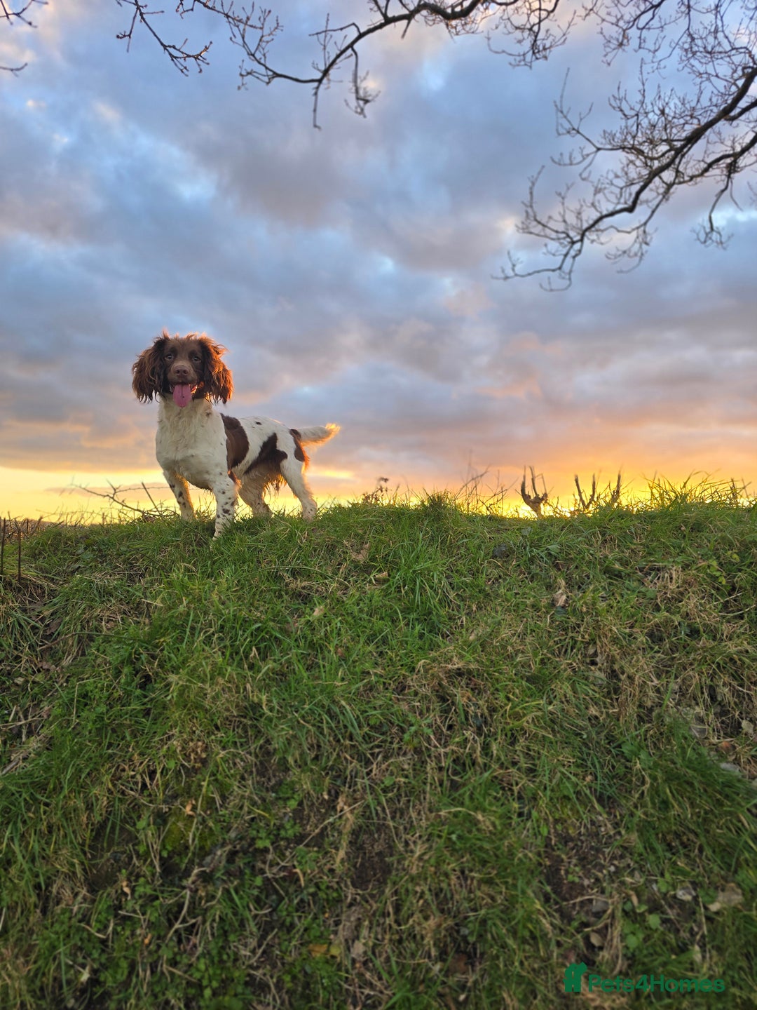 Sprocker dogs for sale: Working sprocker pups  - Image 8