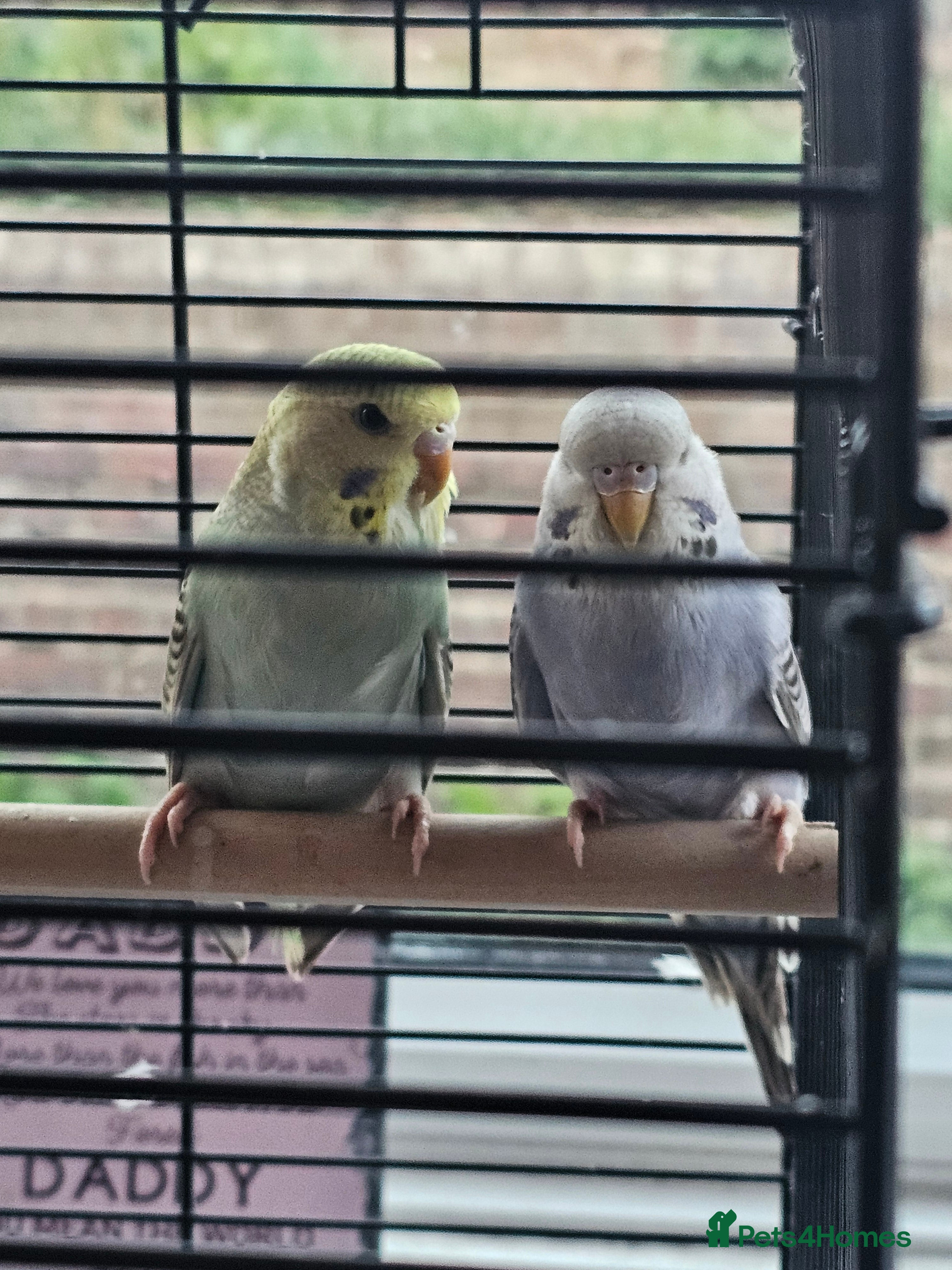 Budgerigars birds Budgies with set up - Advert 8