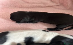 Mixed Breed dogs for sale: Chihuahua x Cocker Spaniel Puppies. 3 Boys/2 Girl - Image 8