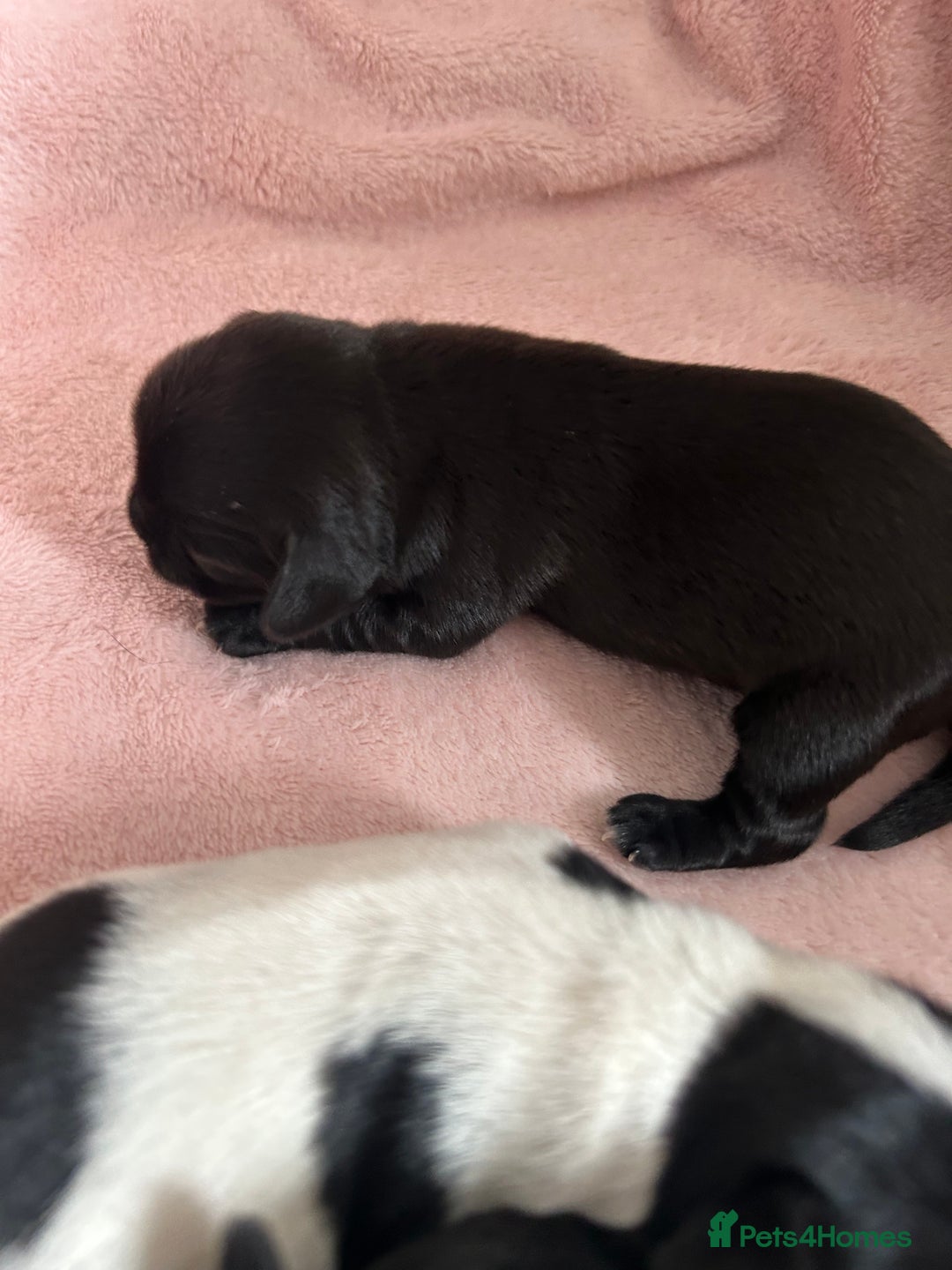 Mixed Breed dogs for sale: Chihuahua x Cocker Spaniel Puppies. 3 Boys/2 Girl - Image 8