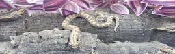 Snake reptiles for sale: Baby Western Hognoses mixed sex and morphs £100ea - Advert 9
