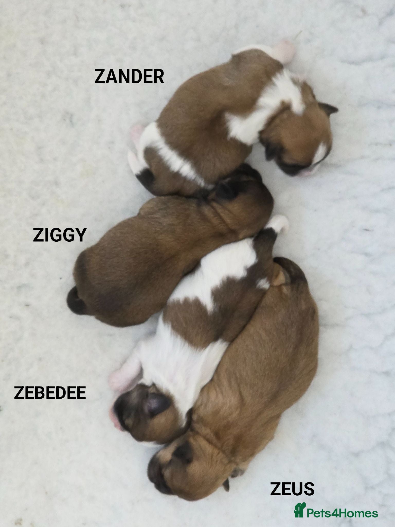 Zuchon dogs Gorgeous Shichon Puppies. Bichon Frise x Shih Tzu - Advert 1