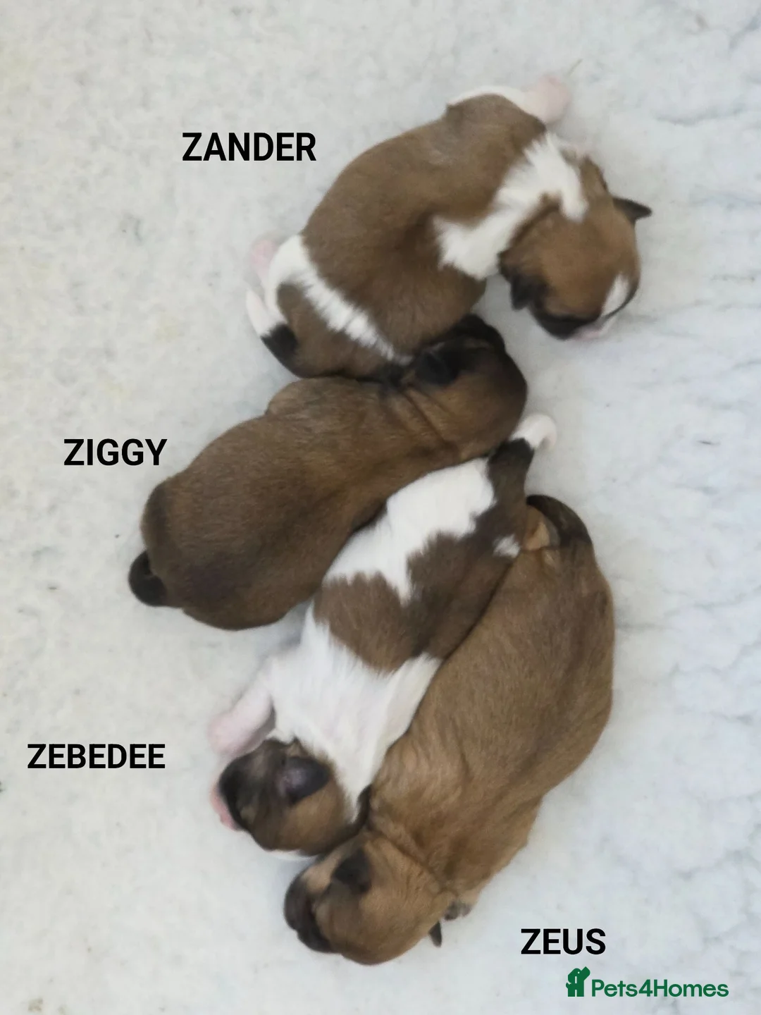 Zuchon dogs for sale: Gorgeous Shichon Puppies. Bichon Frise x Shih Tzu - Advert 1