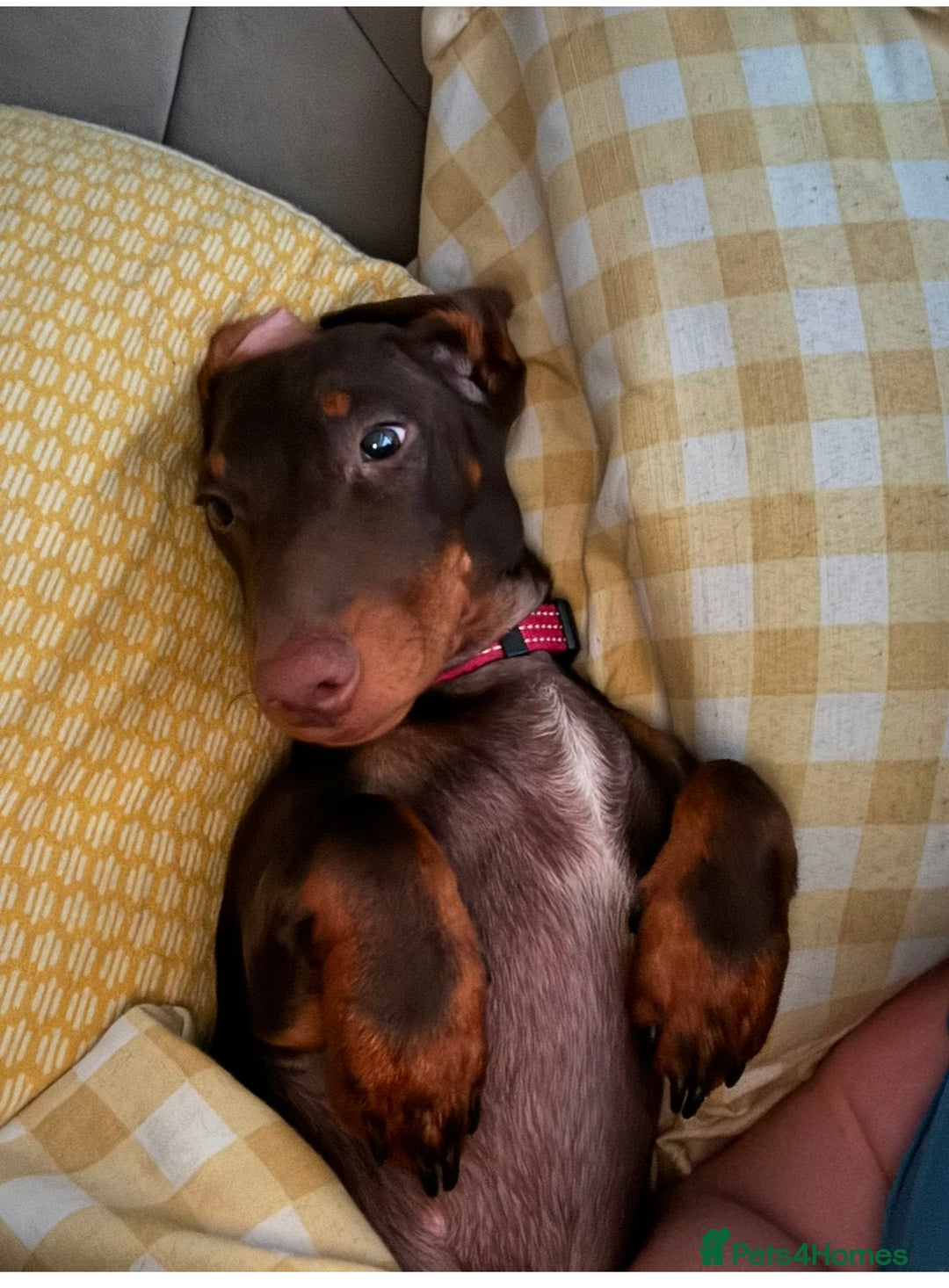 Dachshund dogs for sale: Dachshund puppies available  - Advert 2