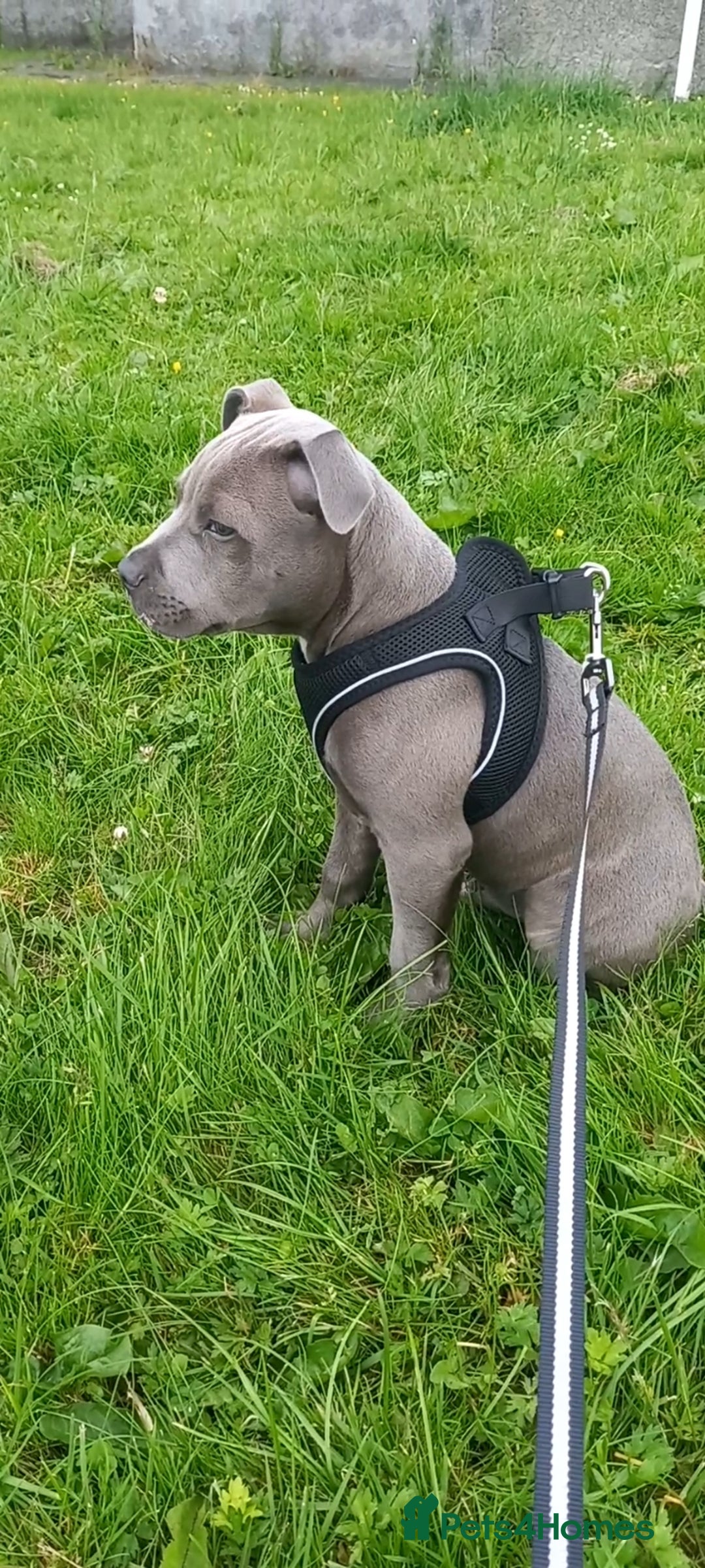 Staffordshire Bull Terrier dogs for sale: Staffy pup - Image 1