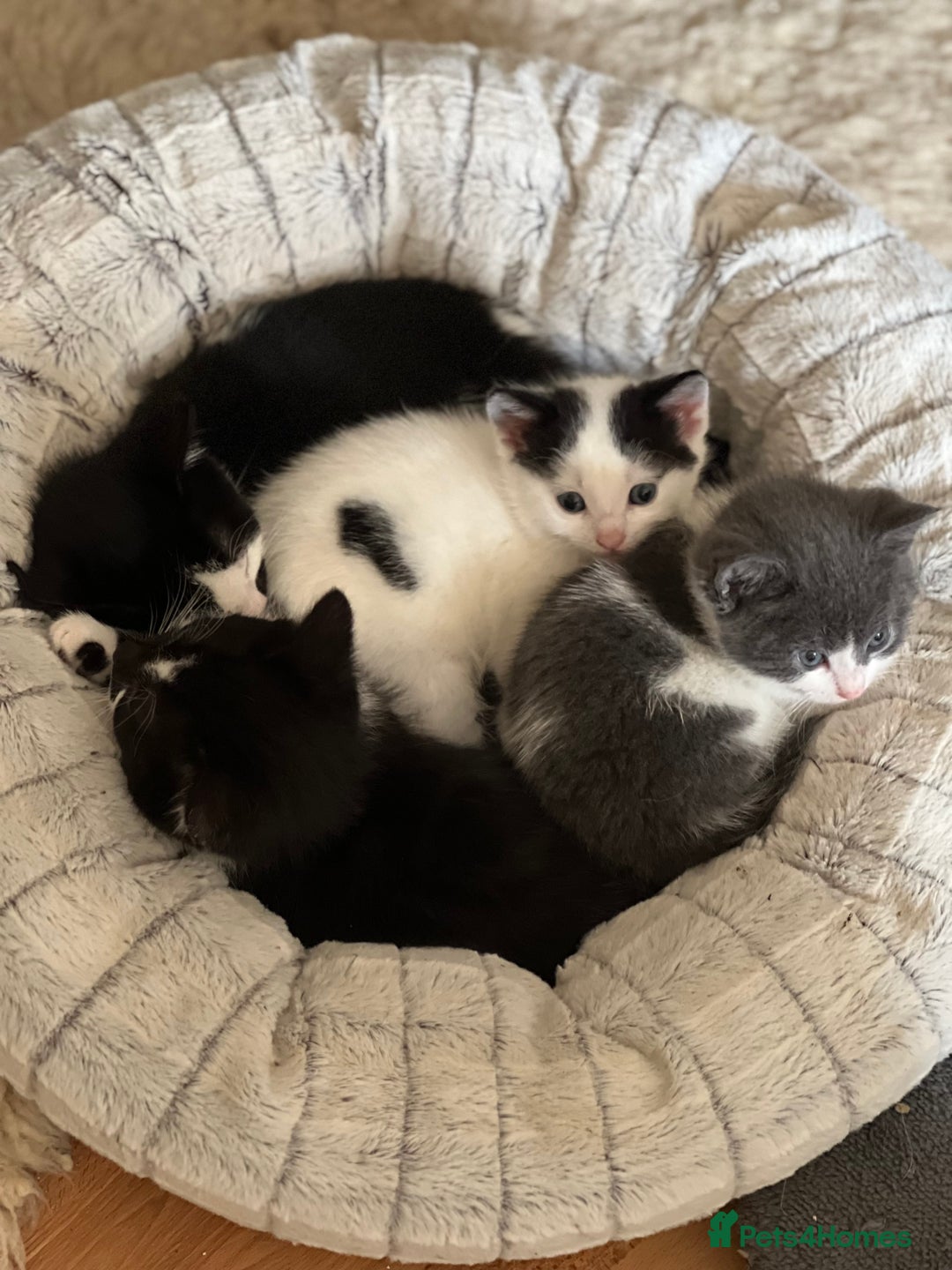 Domestic Shorthair cats for sale: 5 adorable mixed kittens, Russian Blue & Shorthair - Advert 2