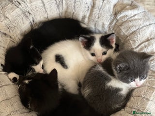 Domestic Shorthair cats Mixed Russian Blue Kittens - Advert 4